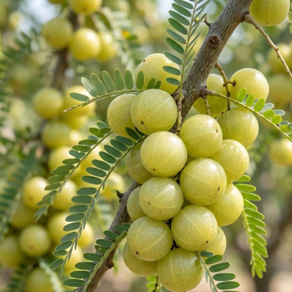 Amla Image