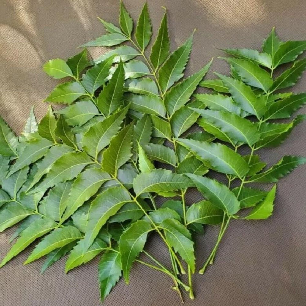 Neem Image