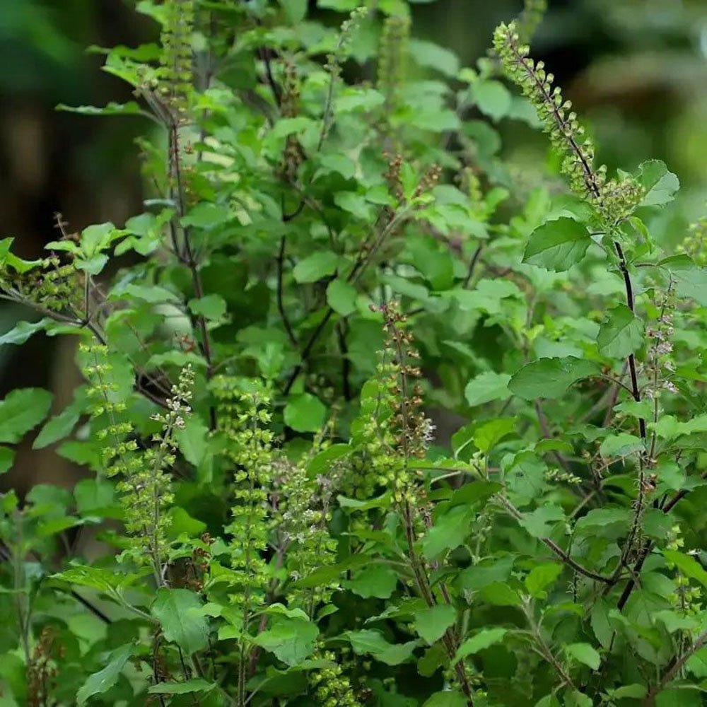 Tulsi Image